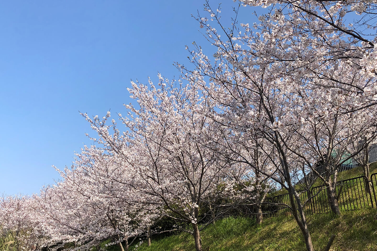 東側緑地に並ぶ安藤忠雄氏寄贈の桜が今年も美しく咲きました！